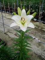 [1648 Merluza No02.JPG]